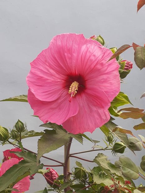  - HIBISCUS MOSCHETUOS