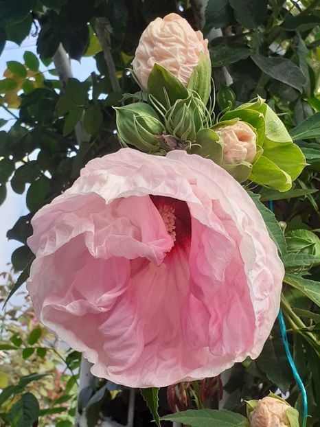  - HIBISCUS MOSCHETUOS