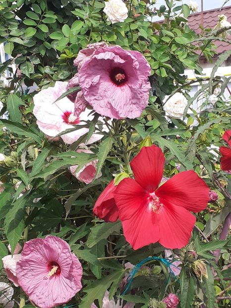  - HIBISCUS MOSCHETUOS