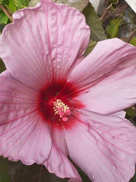  - HIBISCUS MOSCHETUOS