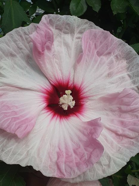  - HIBISCUS MOSCHETUOS