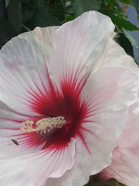  - HIBISCUS MOSCHETUOS