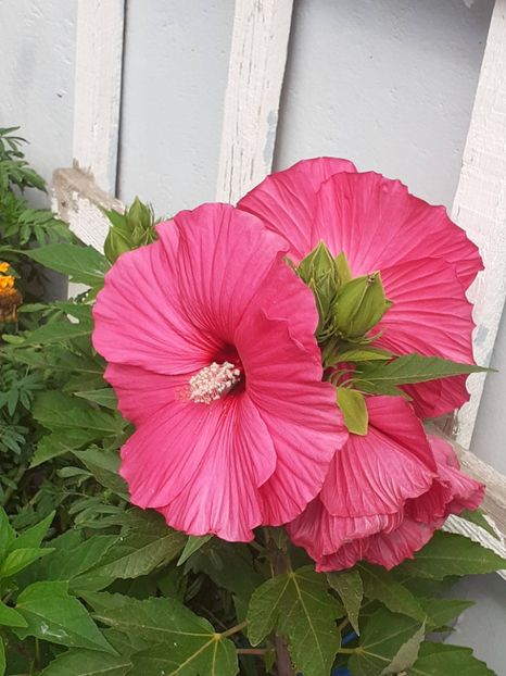  - HIBISCUS MOSCHETUOS
