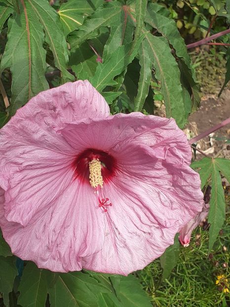  - HIBISCUS MOSCHETUOS