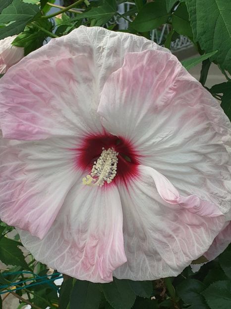  - HIBISCUS MOSCHETUOS