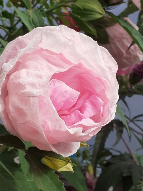 20250801_101549(0) - HIBISCUS MOSCHETUOS