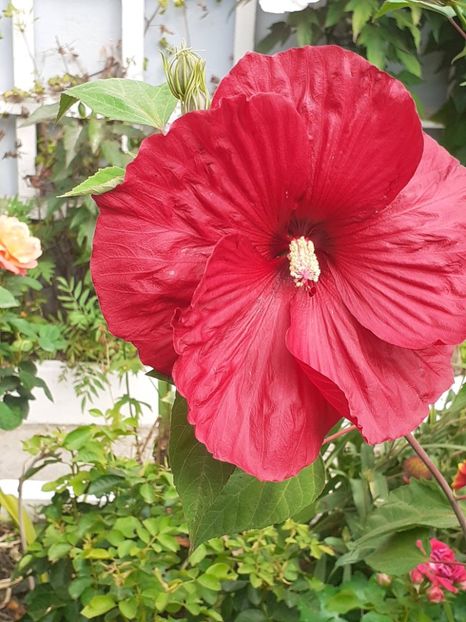  - HIBISCUS MOSCHETUOS