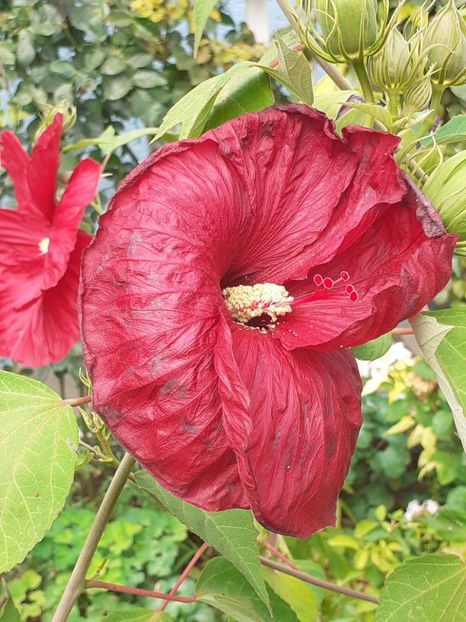  - HIBISCUS MOSCHETUOS