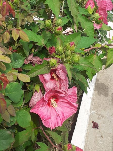  - HIBISCUS MOSCHETUOS