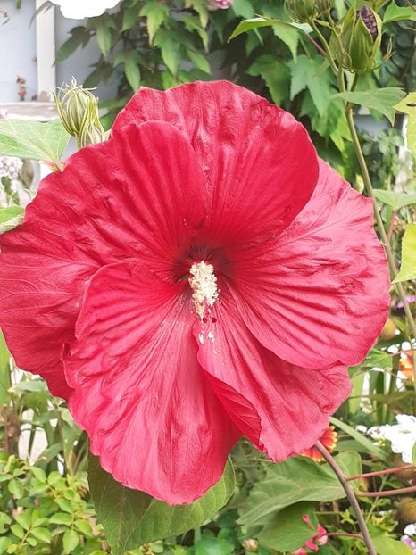  - HIBISCUS MOSCHETUOS
