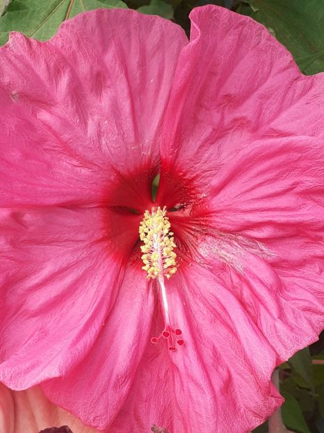  - HIBISCUS MOSCHETUOS