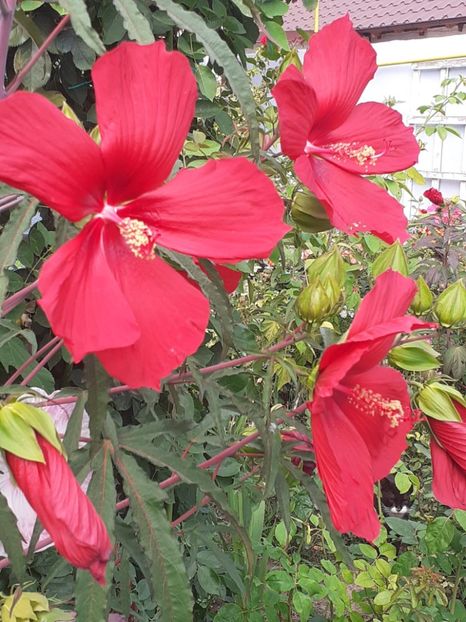 20250801_101001(0) - HIBISCUS MOSCHETUOS