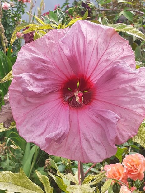  - HIBISCUS MOSCHETUOS