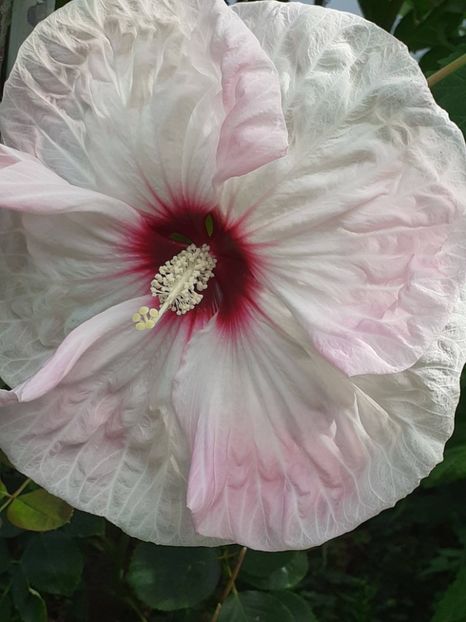  - HIBISCUS MOSCHETUOS