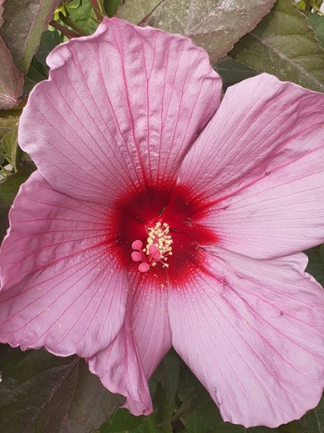  - HIBISCUS MOSCHETUOS