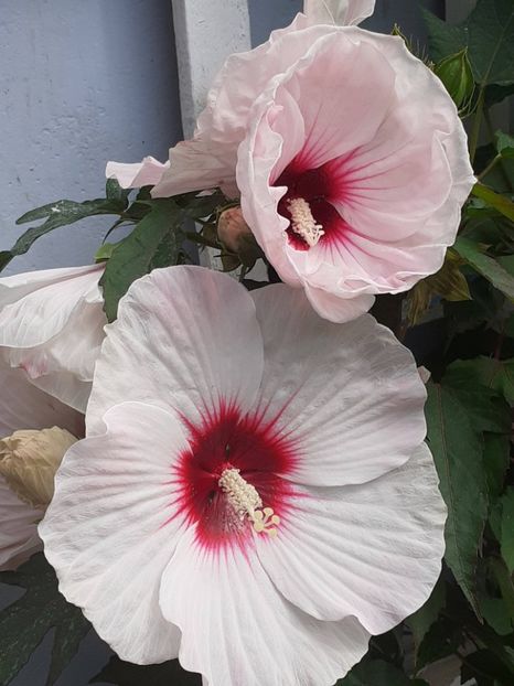 20250801_101349(0) - HIBISCUS MOSCHETUOS