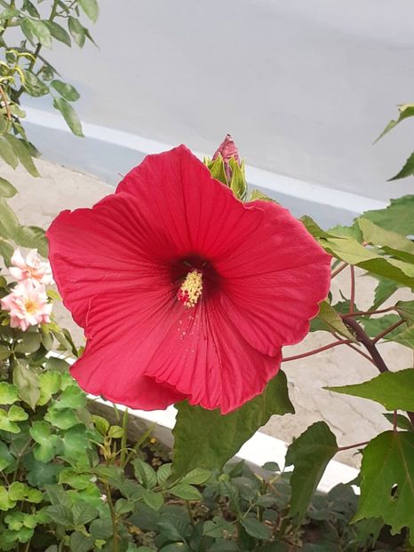  - HIBISCUS MOSCHETUOS