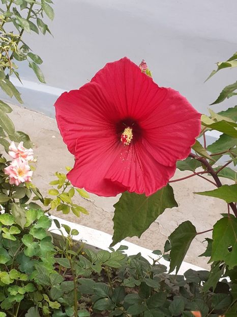  - HIBISCUS MOSCHETUOS