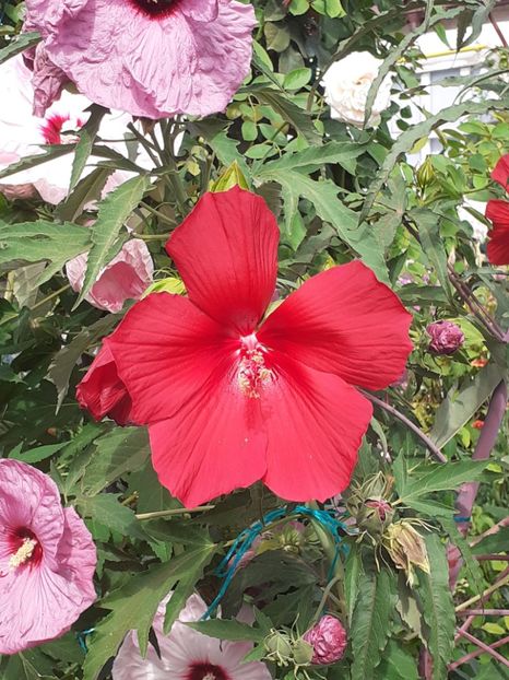  - HIBISCUS MOSCHETUOS