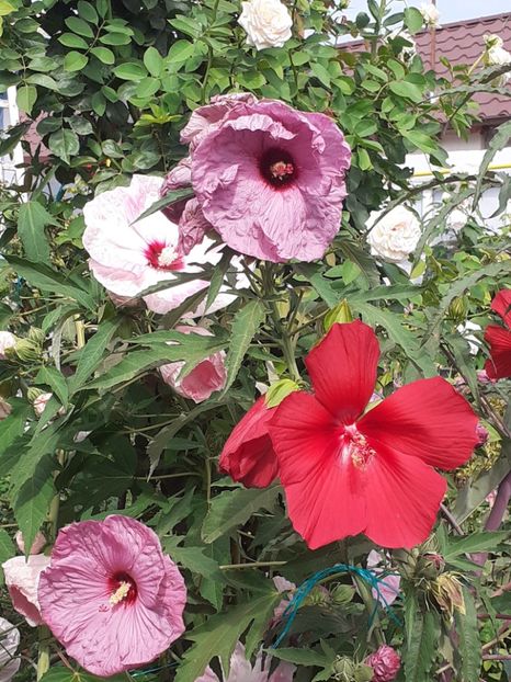  - HIBISCUS MOSCHETUOS