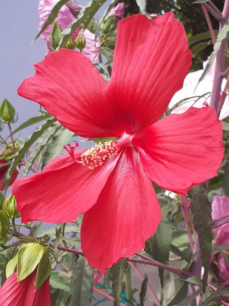  - HIBISCUS MOSCHETUOS