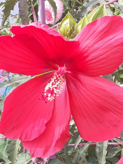  - HIBISCUS MOSCHETUOS