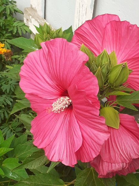  - HIBISCUS MOSCHETUOS