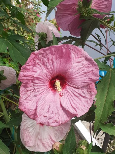  - HIBISCUS MOSCHETUOS
