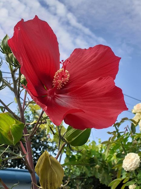 - HIBISCUS MOSCHETUOS