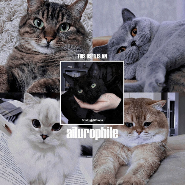 ａｉｌｕｒｏｐｈｉｌｅ⁽ⁿᵒᵘⁿ⁾ ──────────── : a lover of cats ── .✦ - Welcome to My World