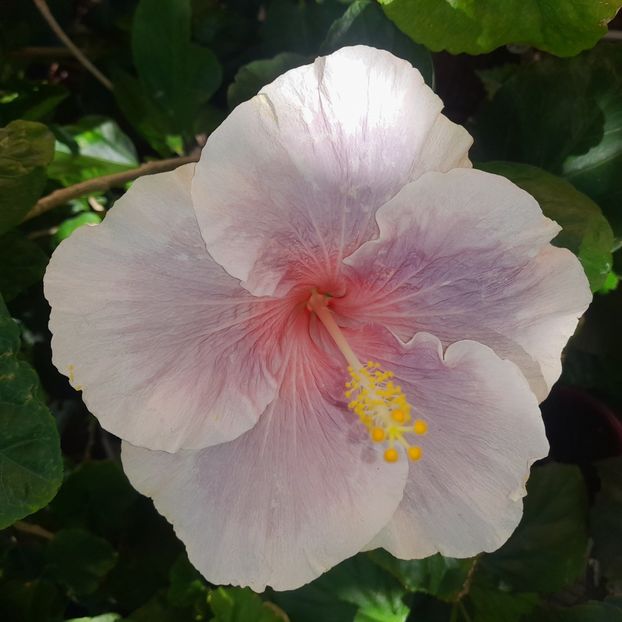  - HD The Goddess Diana