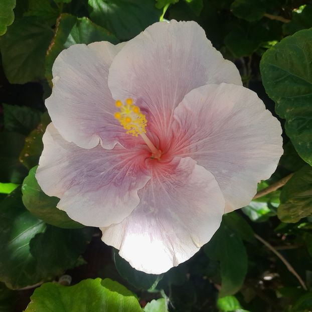  - HD The Goddess Diana