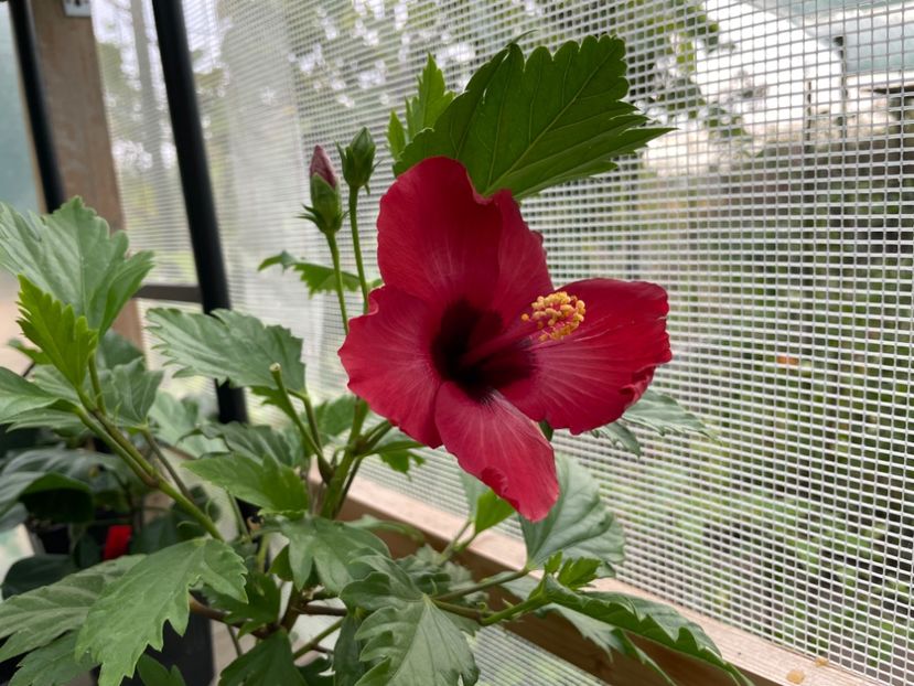  - DN Christmas Candy