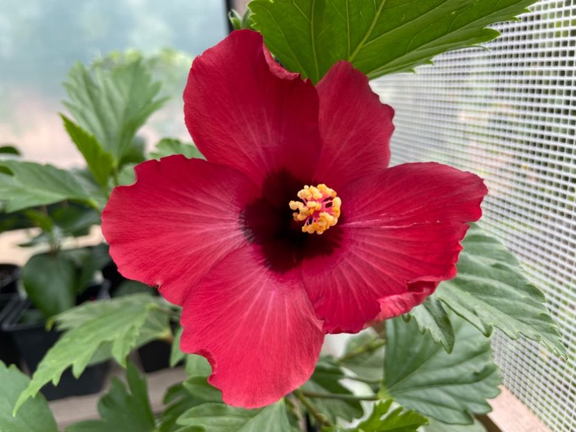  - DN Christmas Candy