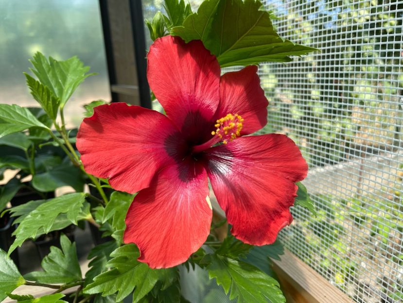  - DN Christmas Candy