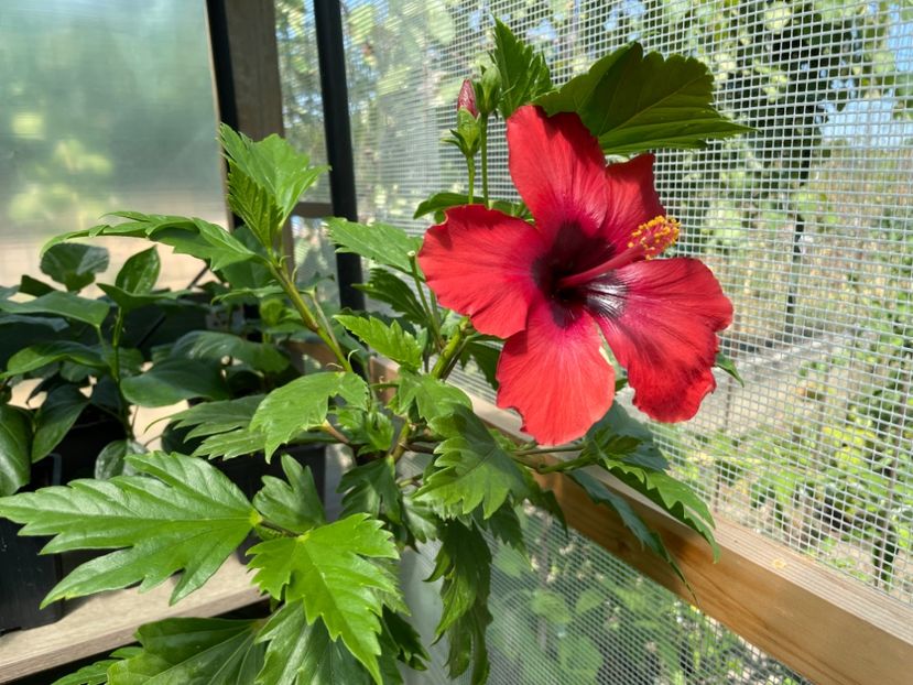  - DN Christmas Candy