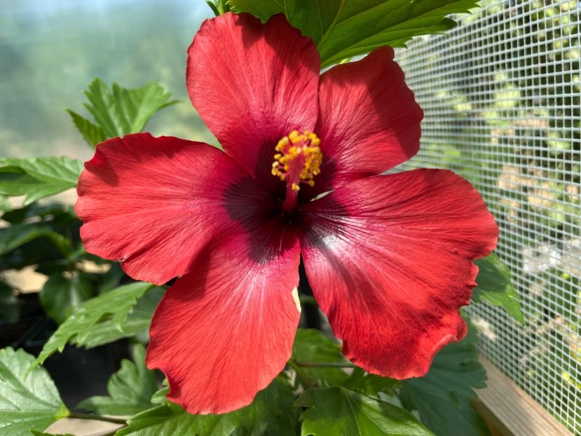  - DN Christmas Candy