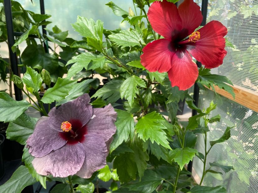  - DN Christmas Candy