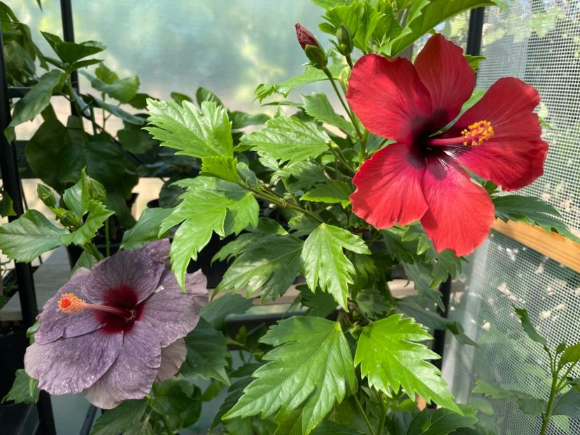  - DN Christmas Candy