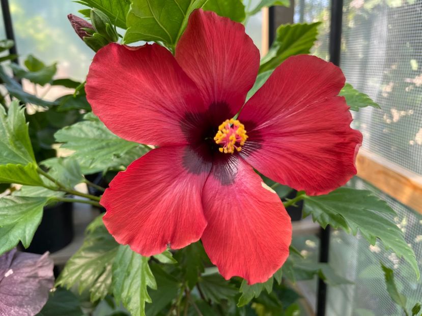  - DN Christmas Candy