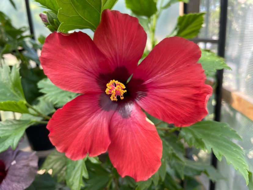  - DN Christmas Candy