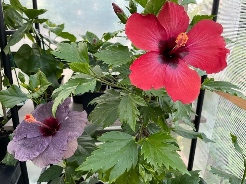  - DN Christmas Candy