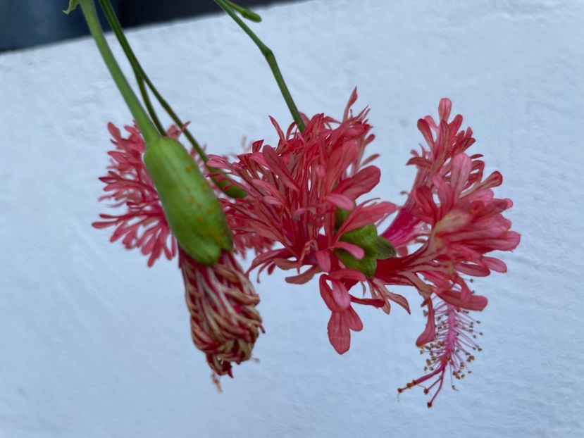  - Schizopetalus