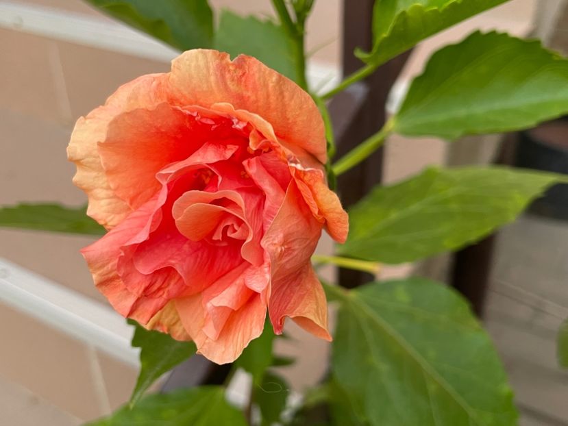  - Clasici - Apricot Dublu și Alb Dublu