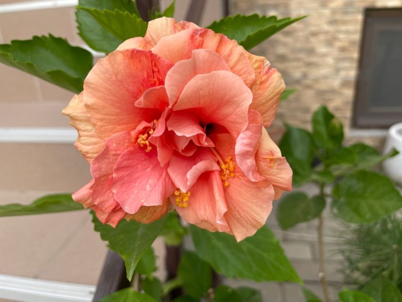  - Clasici - Apricot Dublu și Alb Dublu