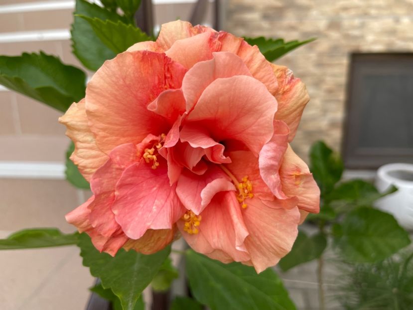  - Clasici - Apricot Dublu și Alb Dublu