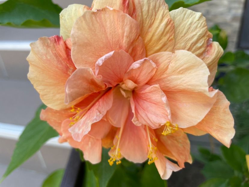  - Clasici - Apricot Dublu și Alb Dublu