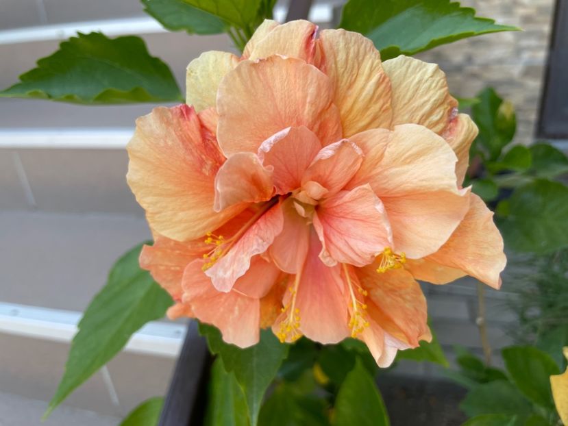  - Clasici - Apricot Dublu și Alb Dublu