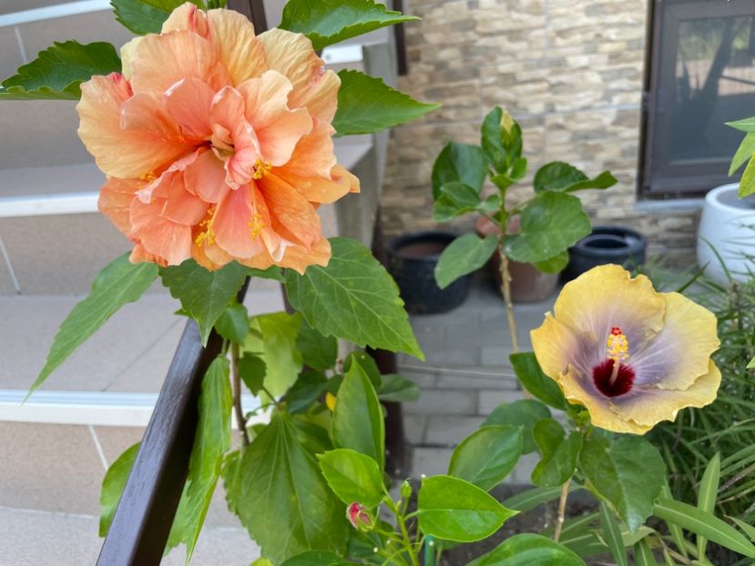  - Clasici - Apricot Dublu și Alb Dublu