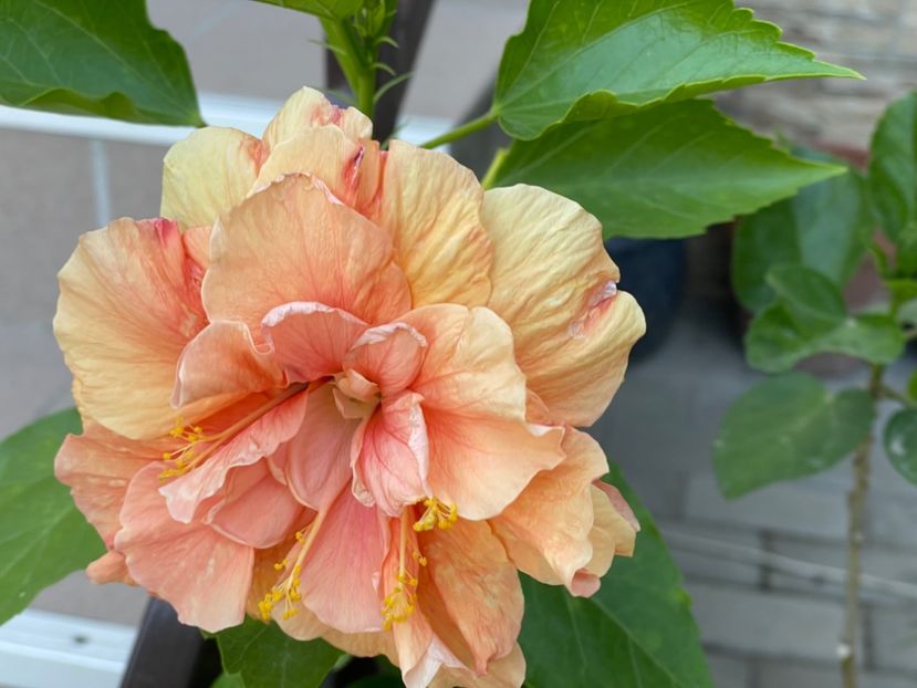  - Clasici - Apricot Dublu și Alb Dublu